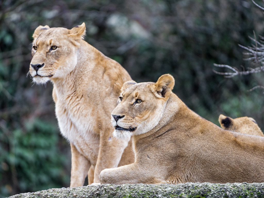 Two mothers The two lionesses of the Basel zoo on the rock… Flickr