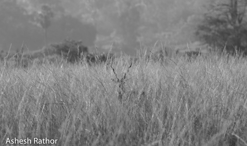 Black buck Can you spot it? Ashesh Rathor Flickr