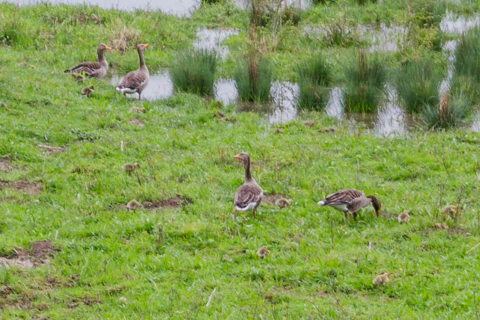 Grey Goose Nursery More goslings being taken care of by ev… Flickr