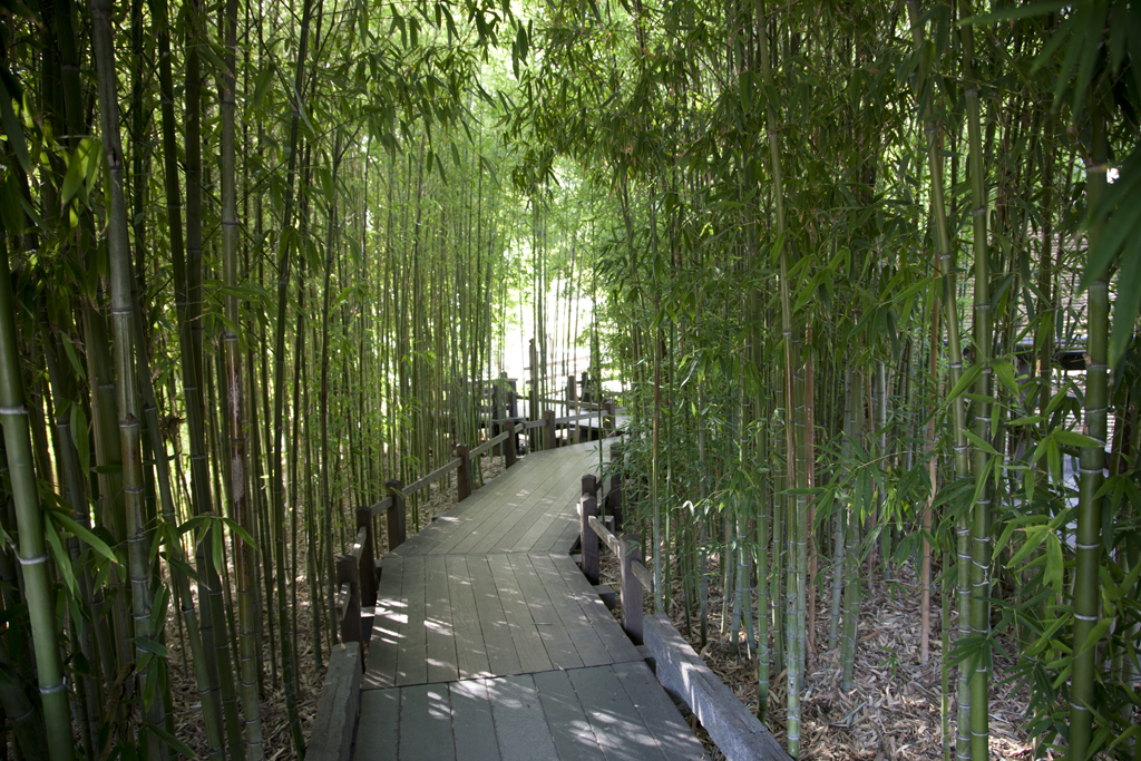 Bamboo Walk Japanese Garden Don Flickr