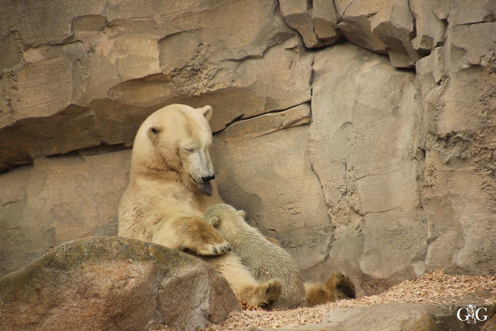 Zoo Bremerhaven 09.04.16 2.Teil64 Gudrun Graeber Flickr