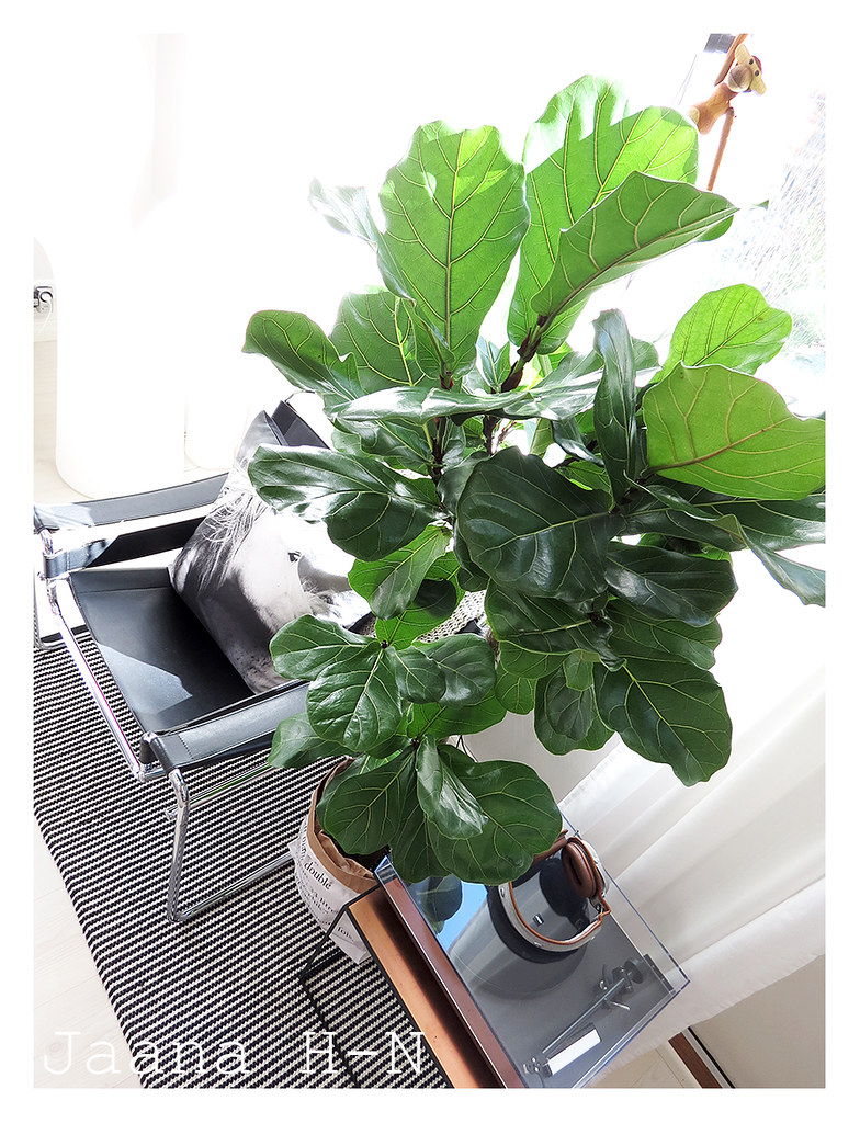 Fiddle Leaf Fig (Ficus Lyrata) I wanted a little bit of gr… Flickr