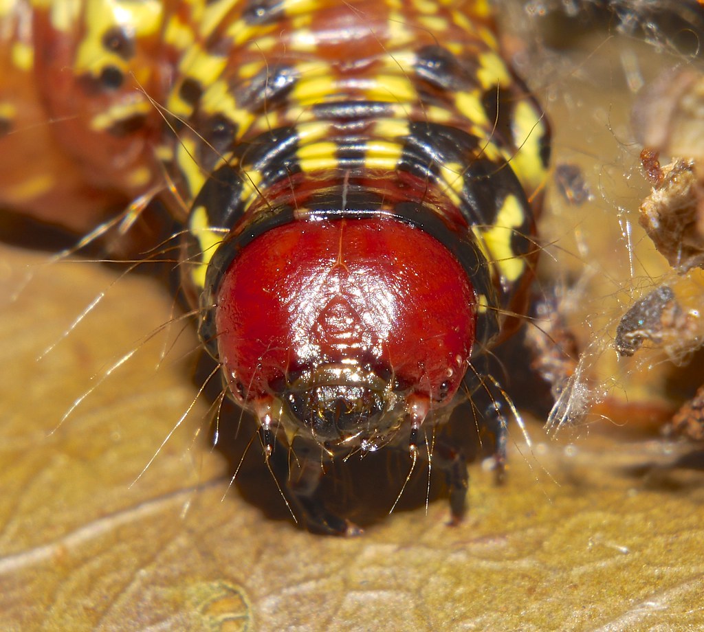 Dollzis Black And Yellow Caterpillar With Red Head
