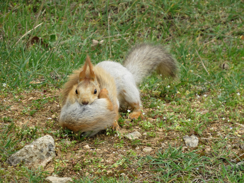 Can A Squirrel Carry Rabies Teeny Tiny Tails