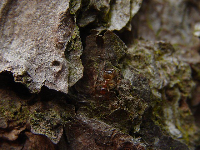 The Queen Not the best of shots, but as I was looking at t… Flickr