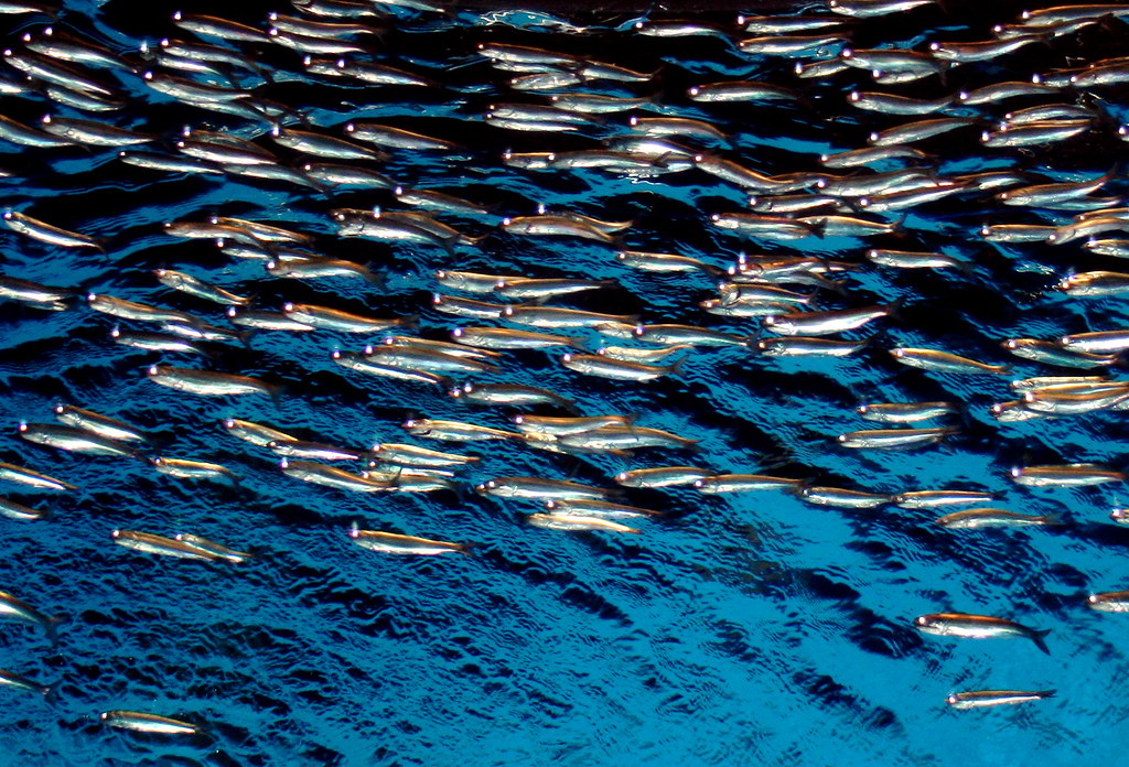 Anchovies from below "The anchovy is a small green fish wi… Flickr