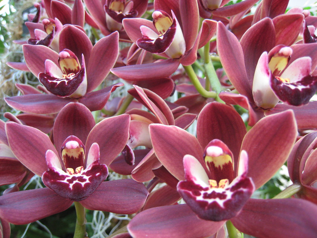 Orchids from the Missouri Botanical Garden's annual Orchid… Flickr