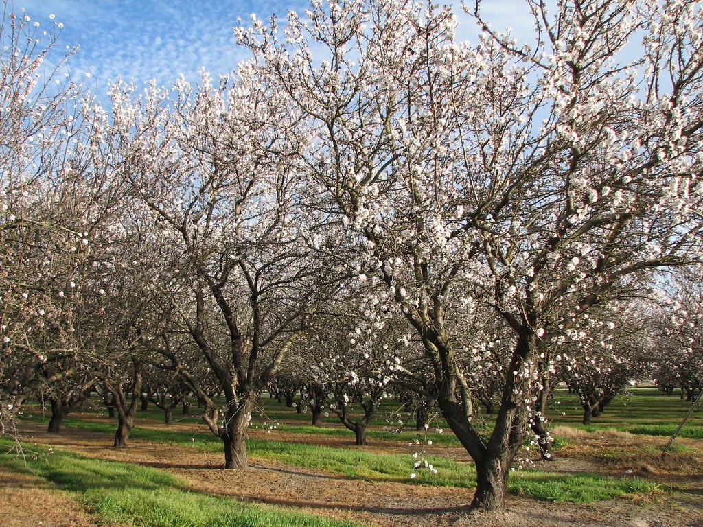 Almond Grove Almond grove at E Roth Rd and S Airport Way, … Flickr