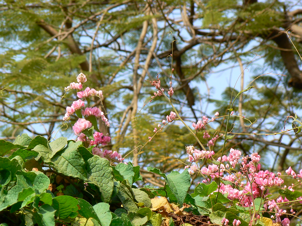 Mexican Creeper Common name Coral vine, Honolulu creeper,… Flickr