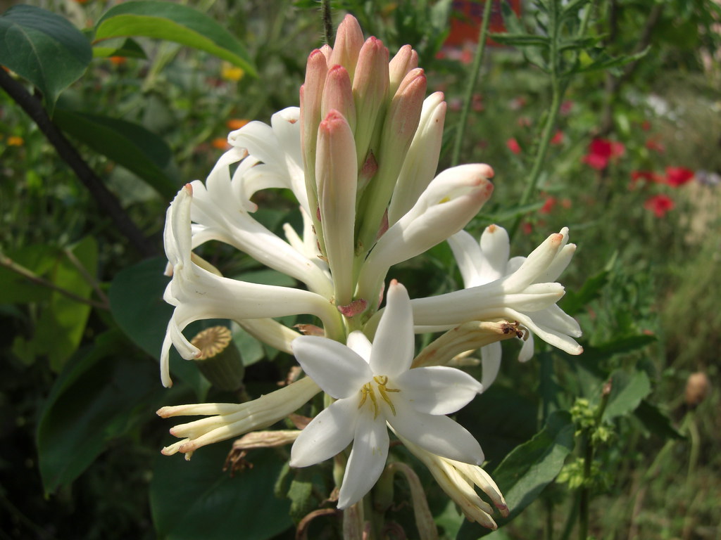 Tuberose Thicker petals seem to be more photogenic Swaminathan Flickr