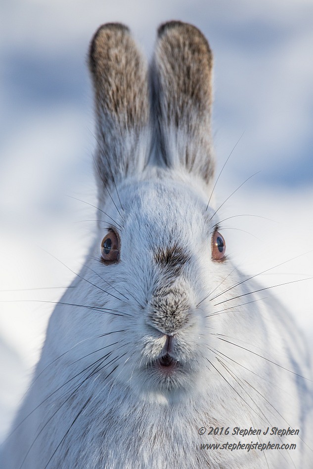 "Oh, oh!" At least that's what this Snowshoe Hare appears … Flickr