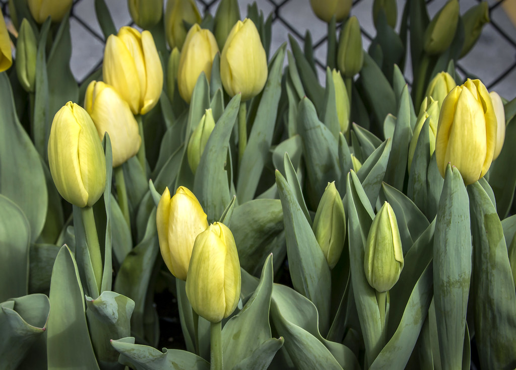 yellow tulips liz west Flickr