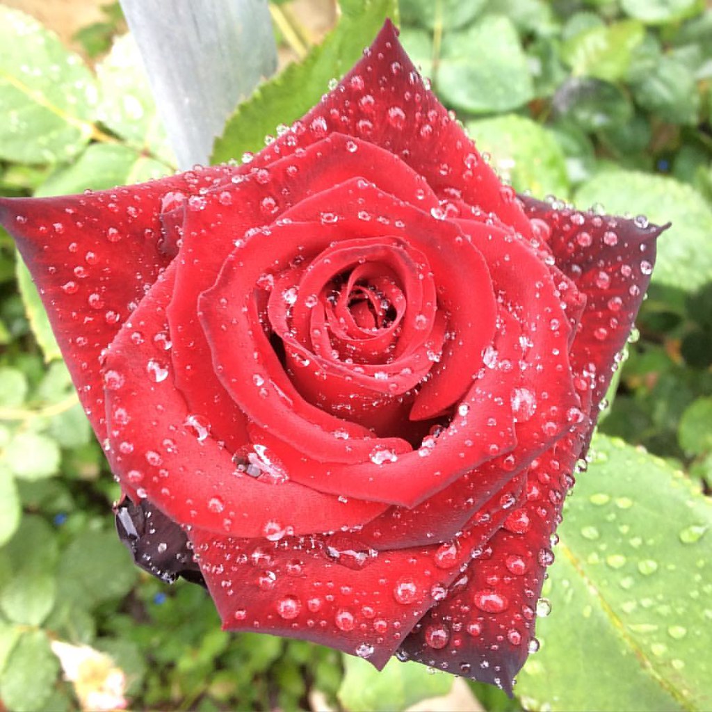 Deep red rose bloom peace patio potted natural rose … Flickr