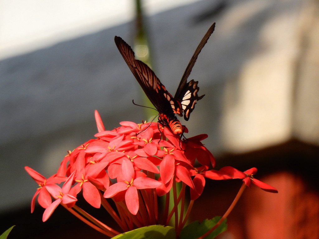 Crimson rose butterfly (Coimbatore garden) Siddharthya Mujumdar Flickr
