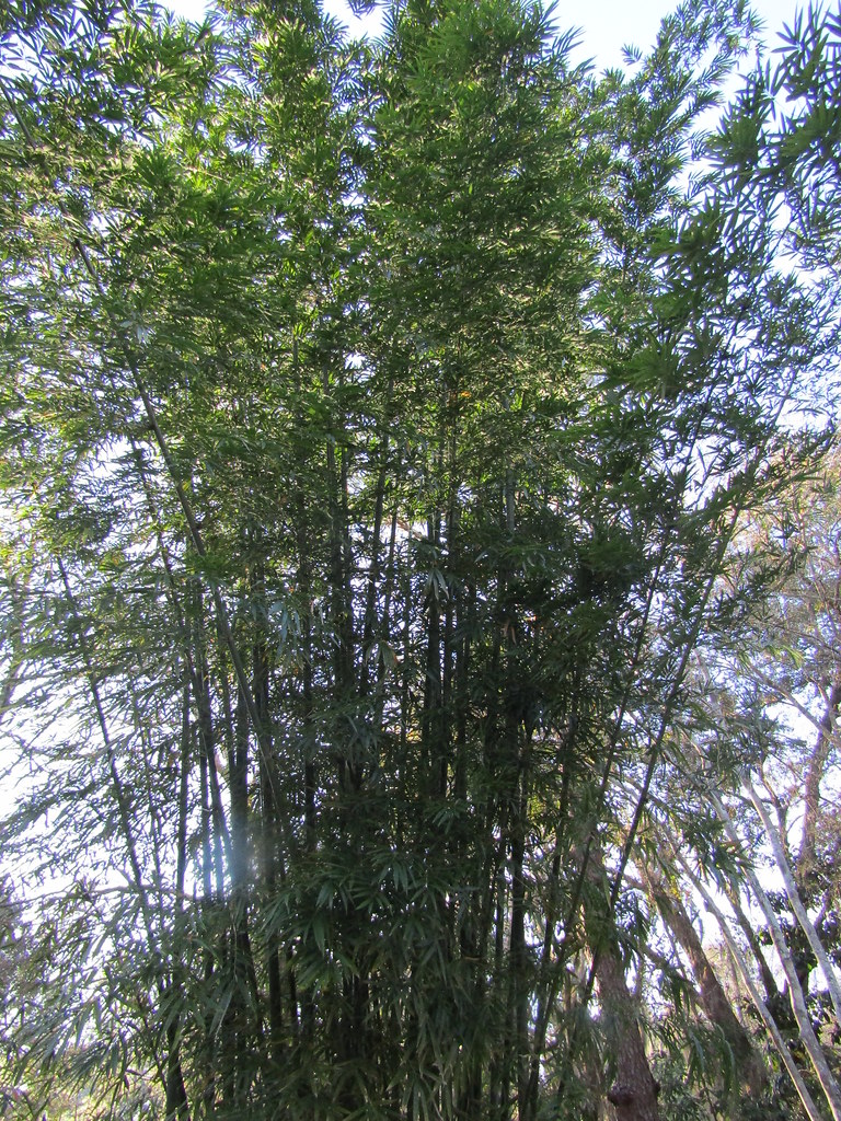 Bamboo Jacksonville, Florida, USA. A look round a friend's… Flickr