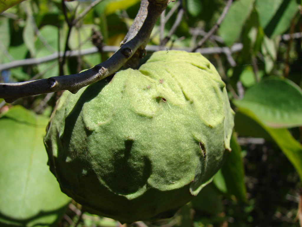 Cherimoya Fruit Trees Hawaii Fruit Trees