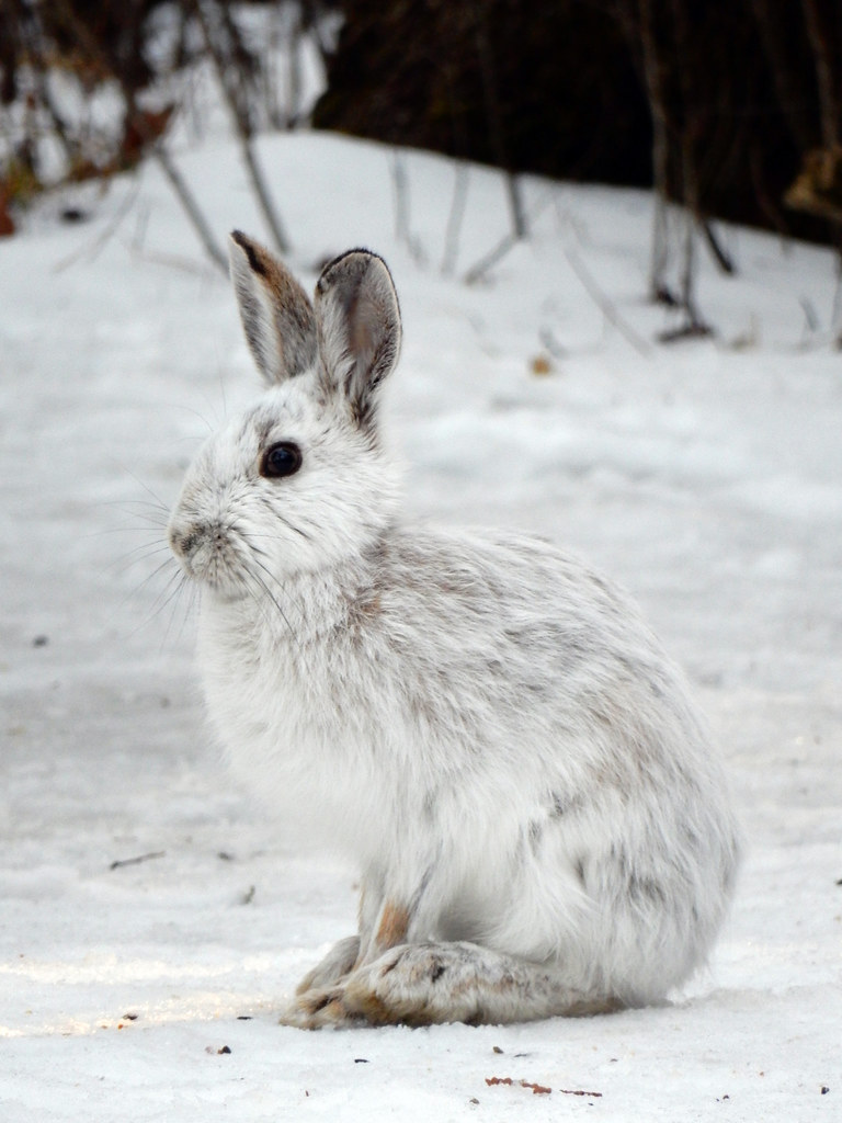 Snowshoe Hare Lepus americanus—Ottawa, Ontario, Canada. Greg