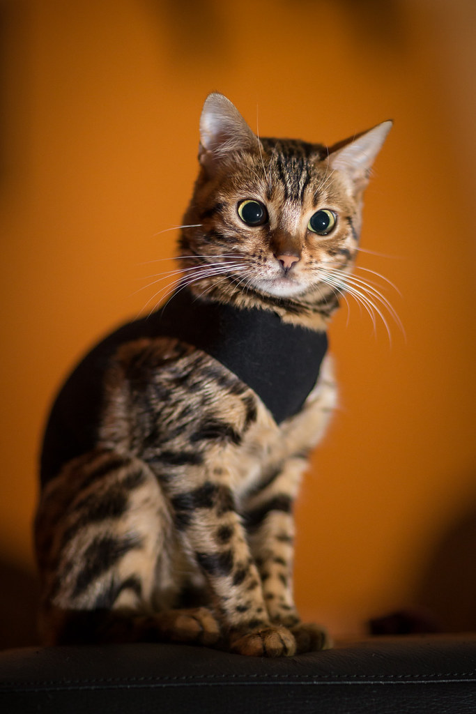 Lilu the Model Bengal cat in clothes Waldo Nell Flickr