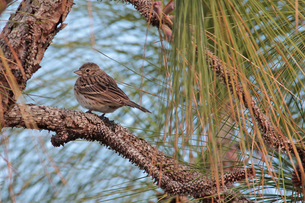 Vesper Sparrow CBBR 32116 299 Pix from a chilly, windy… Flickr