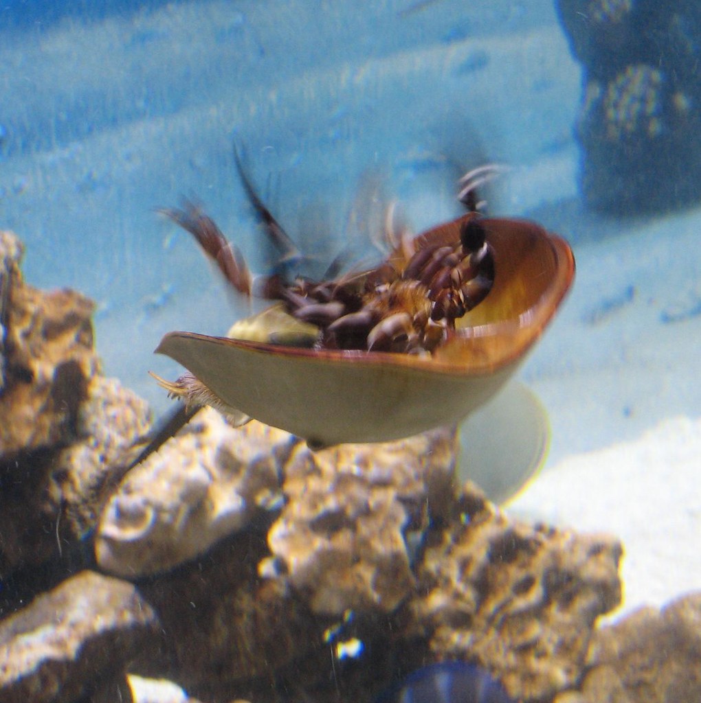 Horseshoe Crab Did you know that horseshoe crabs swim upsi… Flickr