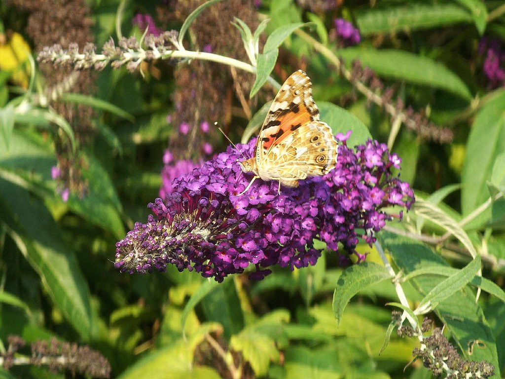 And That's Why It's Called Butterfly Bush Purrrpl_Haze Flickr