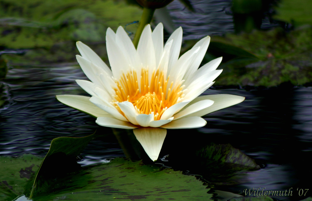 St. Louis Botanical Gardens Flickr