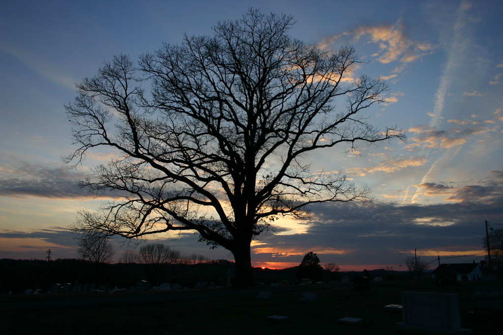 IMG_2024.JPG Tree in cemetery in Leesport, Pa Ray Moore Flickr