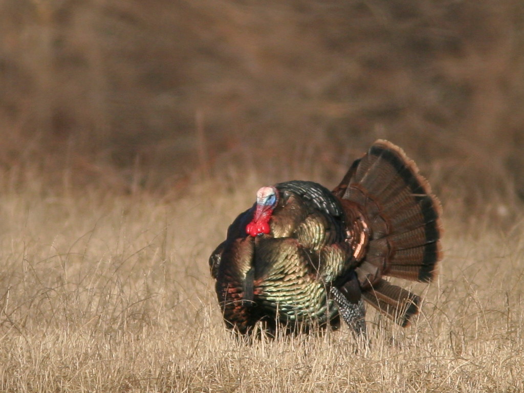Wild Turkey The presentday Ontario population of wild tur… Flickr