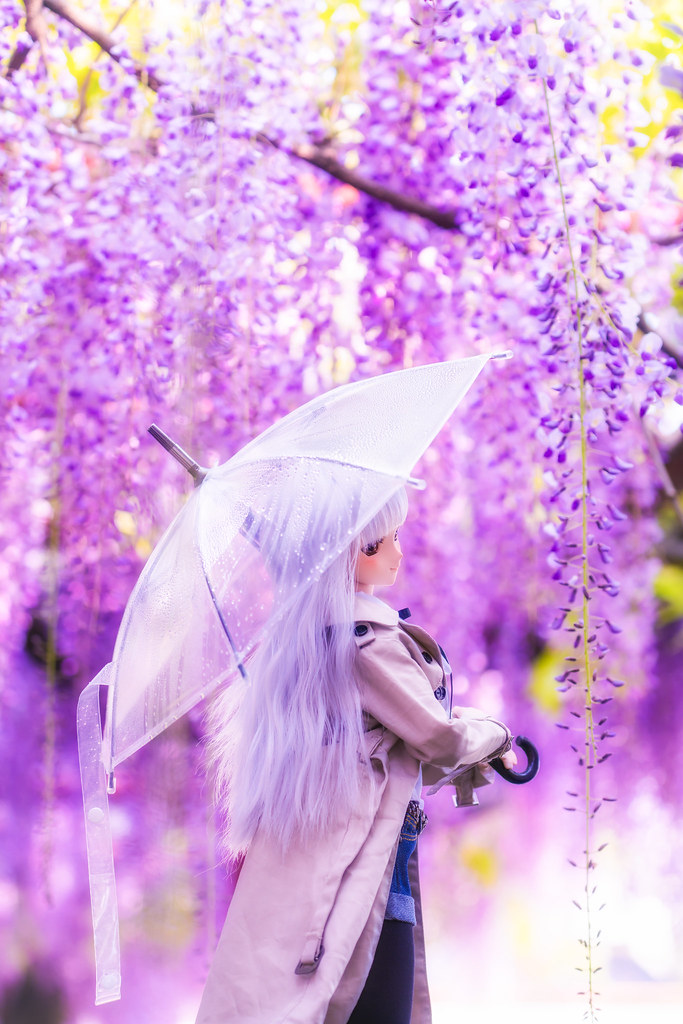 Wistaria and rain 鳴る神の 少し響みて 降らずとも 吾は留まらむ 妹し留めば ——『万葉集