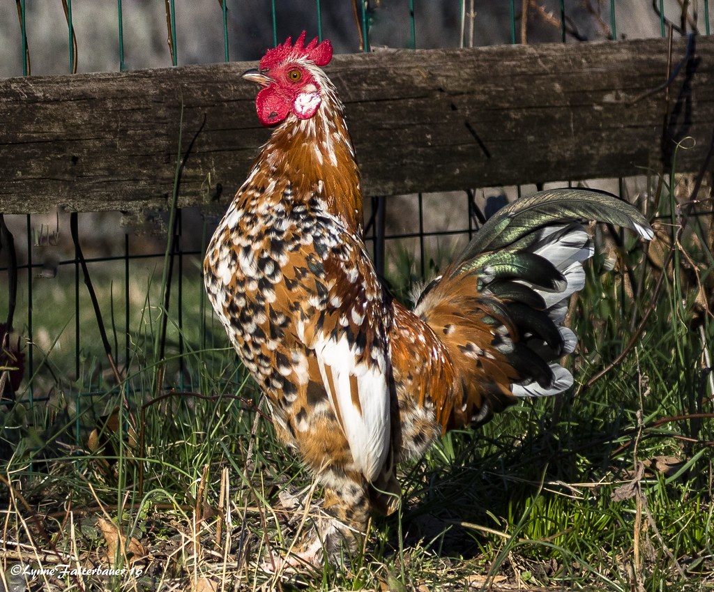 chicken1a Rooster Doylestown, PA "Why did the chicken cros… Flickr