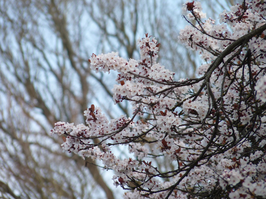Sakura series Sakura is the Japanese name for flowering ch… Flickr