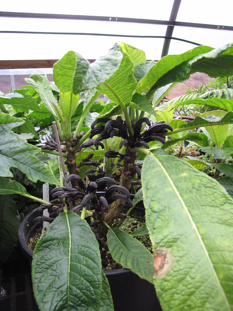 starr1105025339Cyanea_gibsoniiflowering_habit_in_green… Flickr