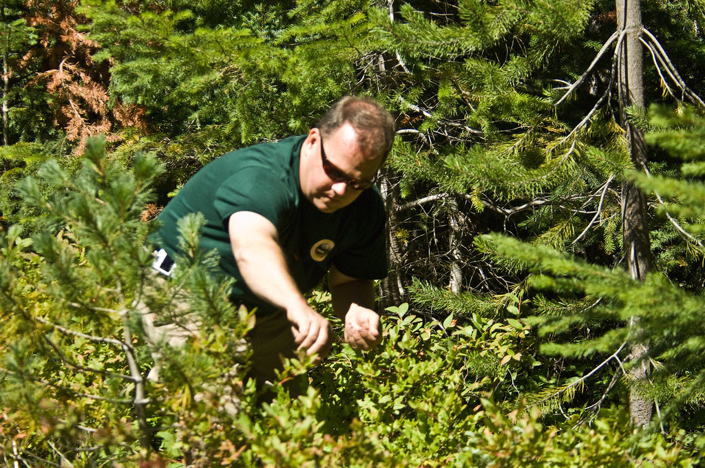 Picking HuckleberriesGifford Pinchot Roger Peterson US Fo… Flickr