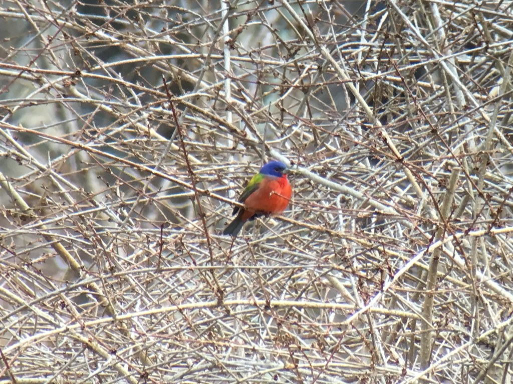 Painted Bunting in Pittsfield, VT. PhoneScoped. Flickr
