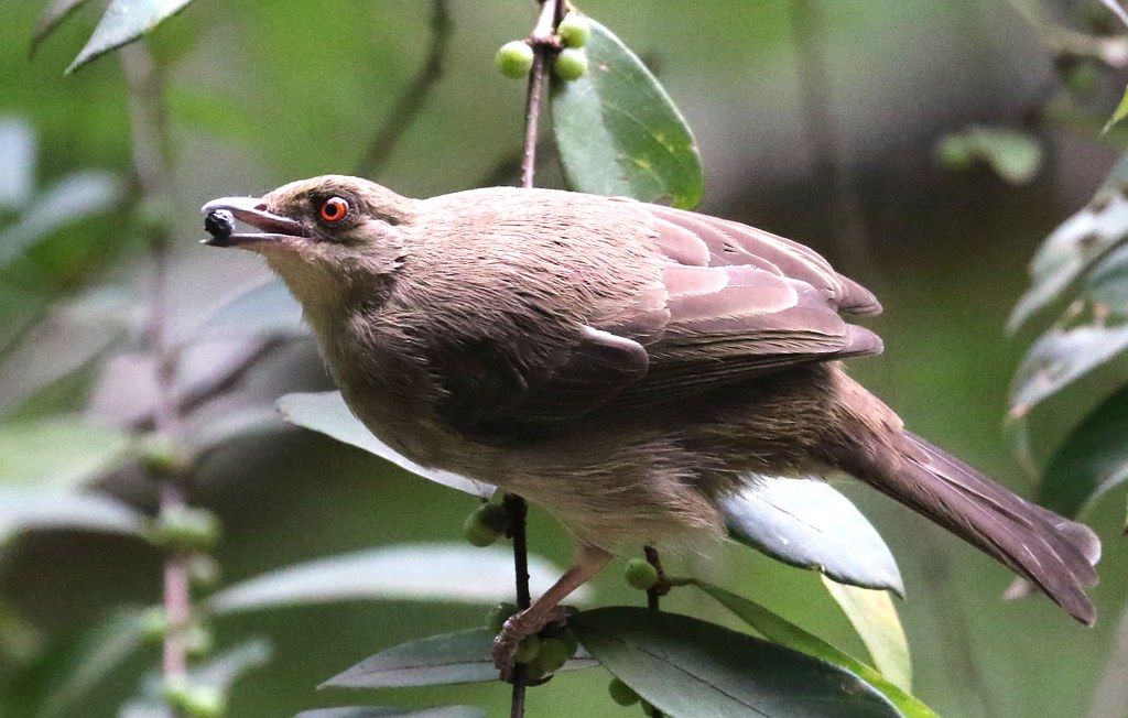 redeyed bulbul...Merbah mata merah The Asian redeyed