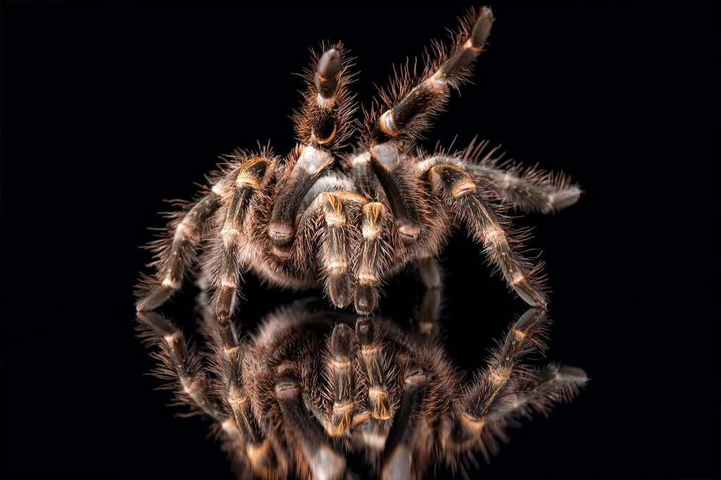 Chaco Golden Knee Tarantula, CaptiveLight, Bournemouth, UK… Flickr