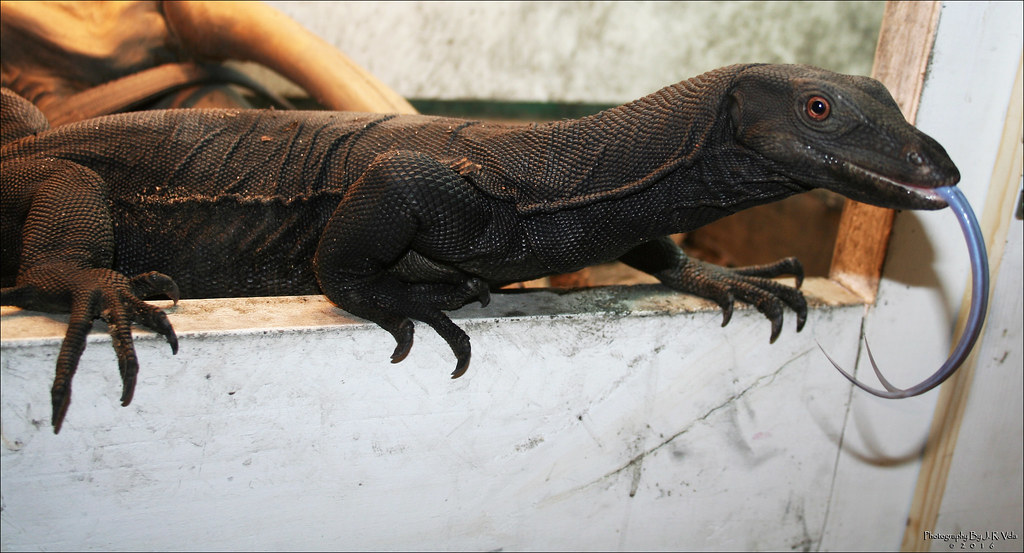 2/17/2016 BDVS3 BLACK DRAGON Varanus Salvator 4'+ Female B… Flickr