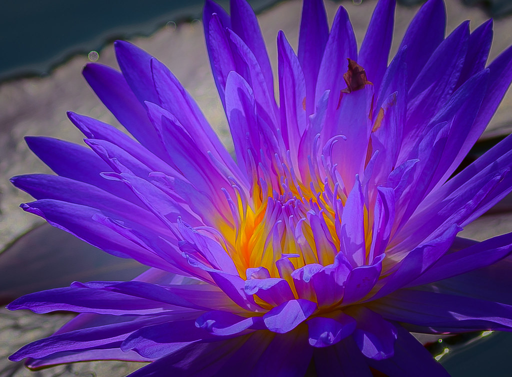 Lotus (in Greek mythology) A legendary plant whose fruit i… Flickr