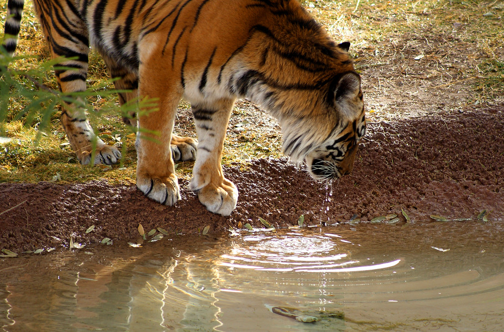 tiger drips Cody Flickr