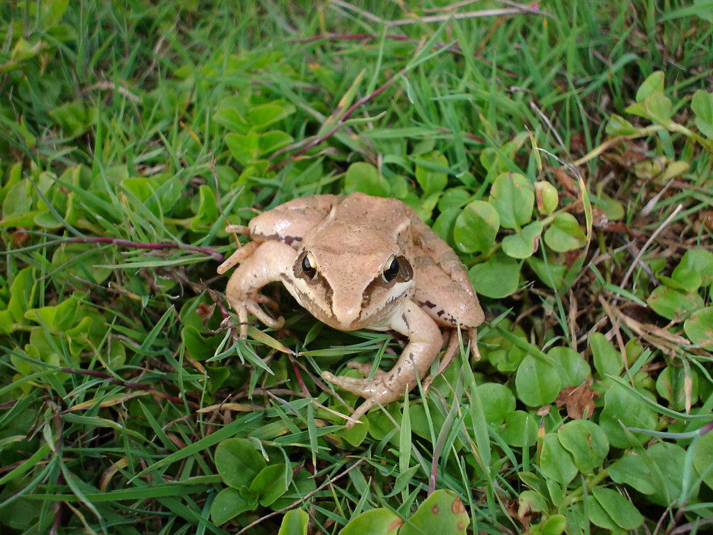 frog a small garden frog looking at me just like she wante… Flickr