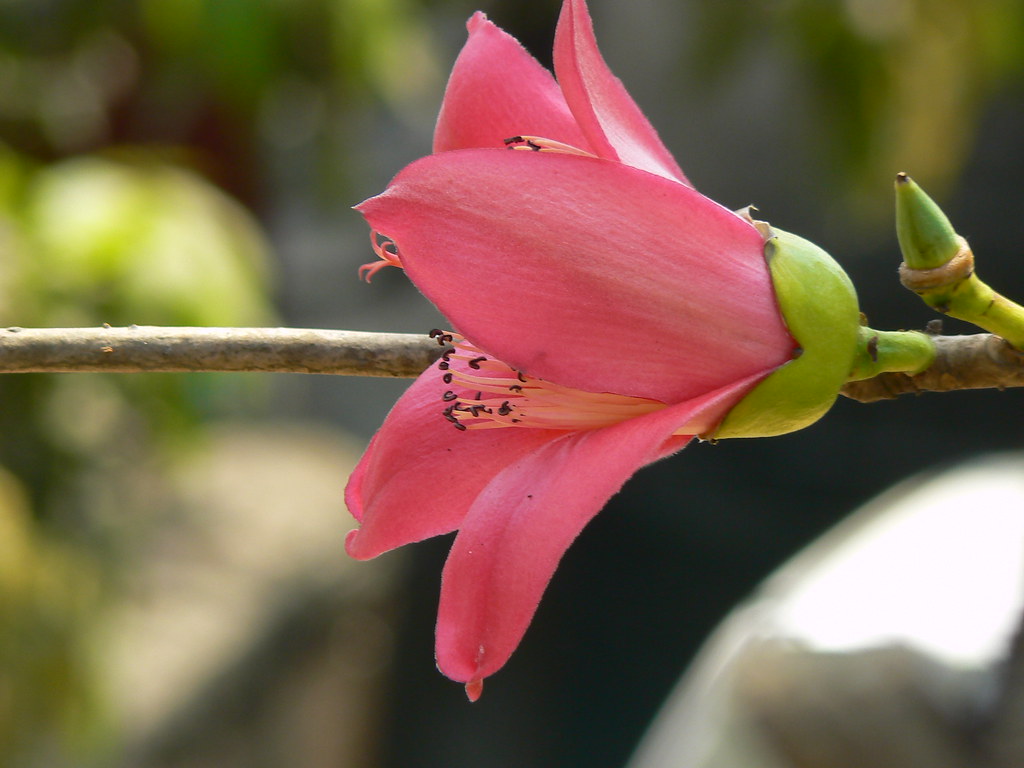 Lal Saavar (Marathi लाल सावर) Bombacaceae (baobab family)… Flickr
