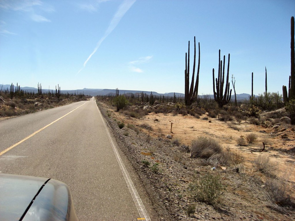 On the Cactus Road Barry Fogarty Flickr