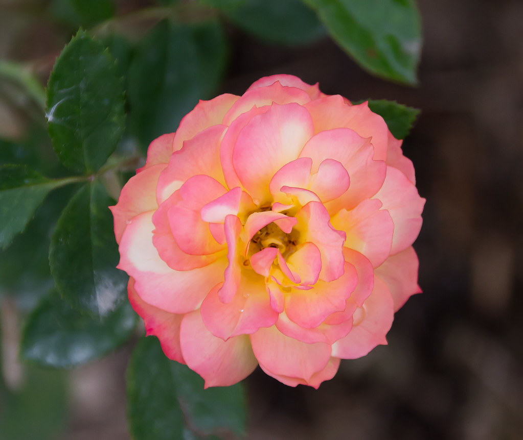 Hunter Valley Gardens.Rose Collection.001 Hunter Valley Ga… Flickr