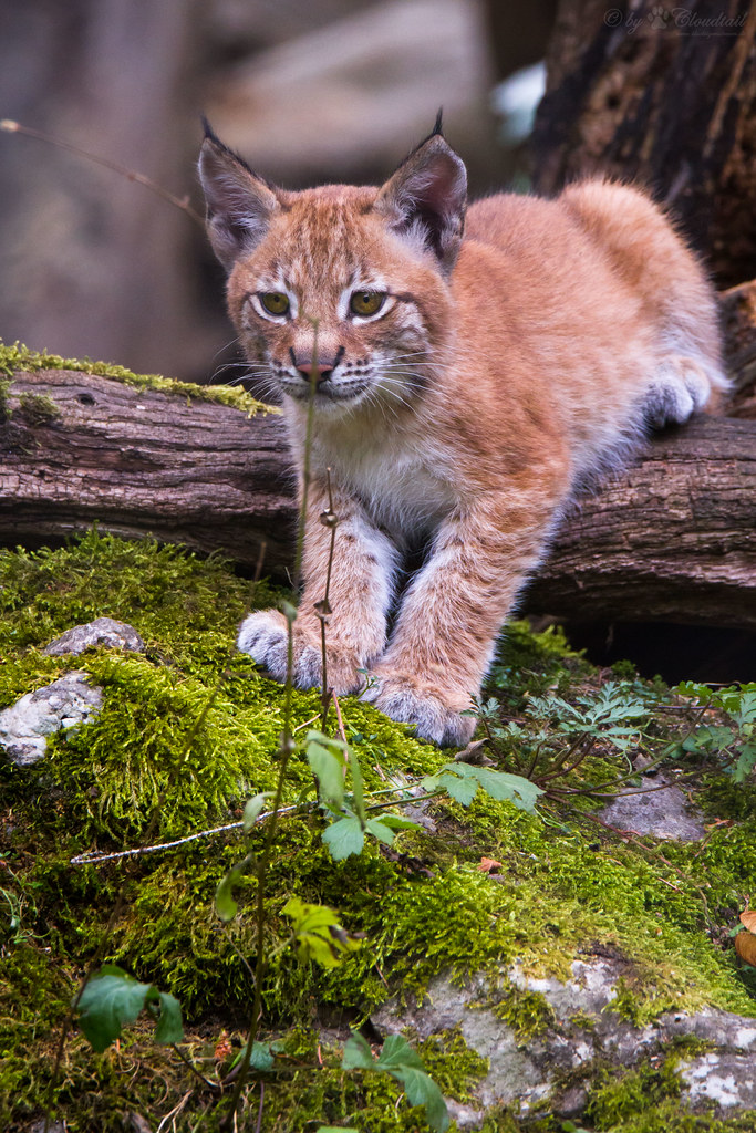 Lynx cub A picture from a li'l lynx, I've seen at Tierpark… Flickr