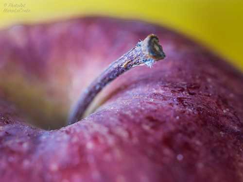 Stem of Apple | This one shows the very thin DOF with this l… | Flickr