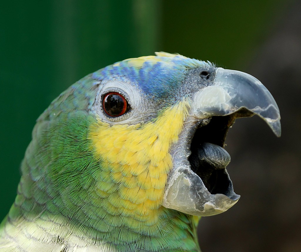 Orangewinged Amazon Parrot These Parrots like most parrot… Flickr