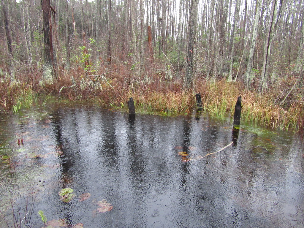 Swamp water Okefenokee Swamp Park, Waycross, The … Flickr