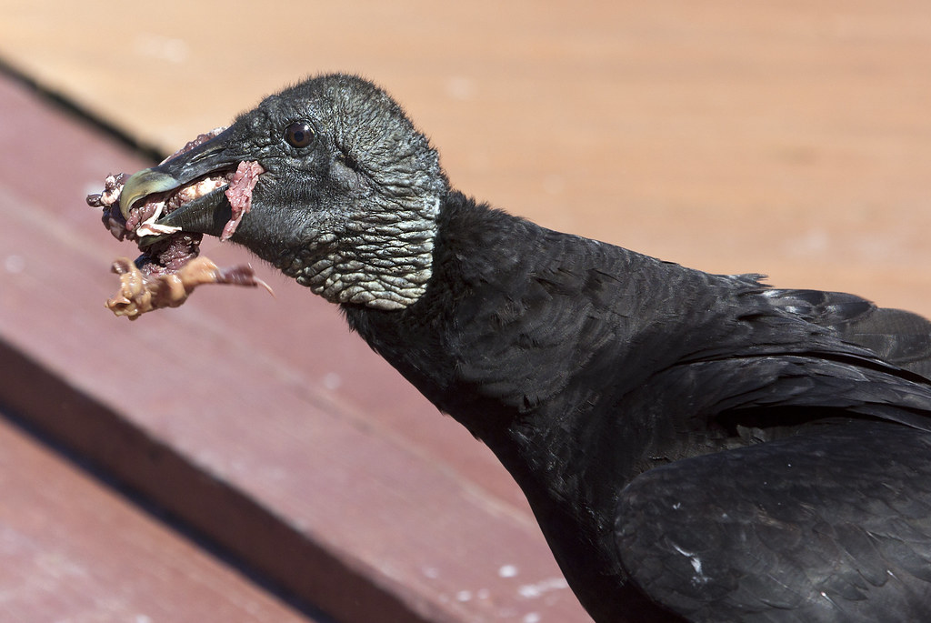 Turkey Vulture bird Gatorland Florida Turkey Vulture bird … Flickr