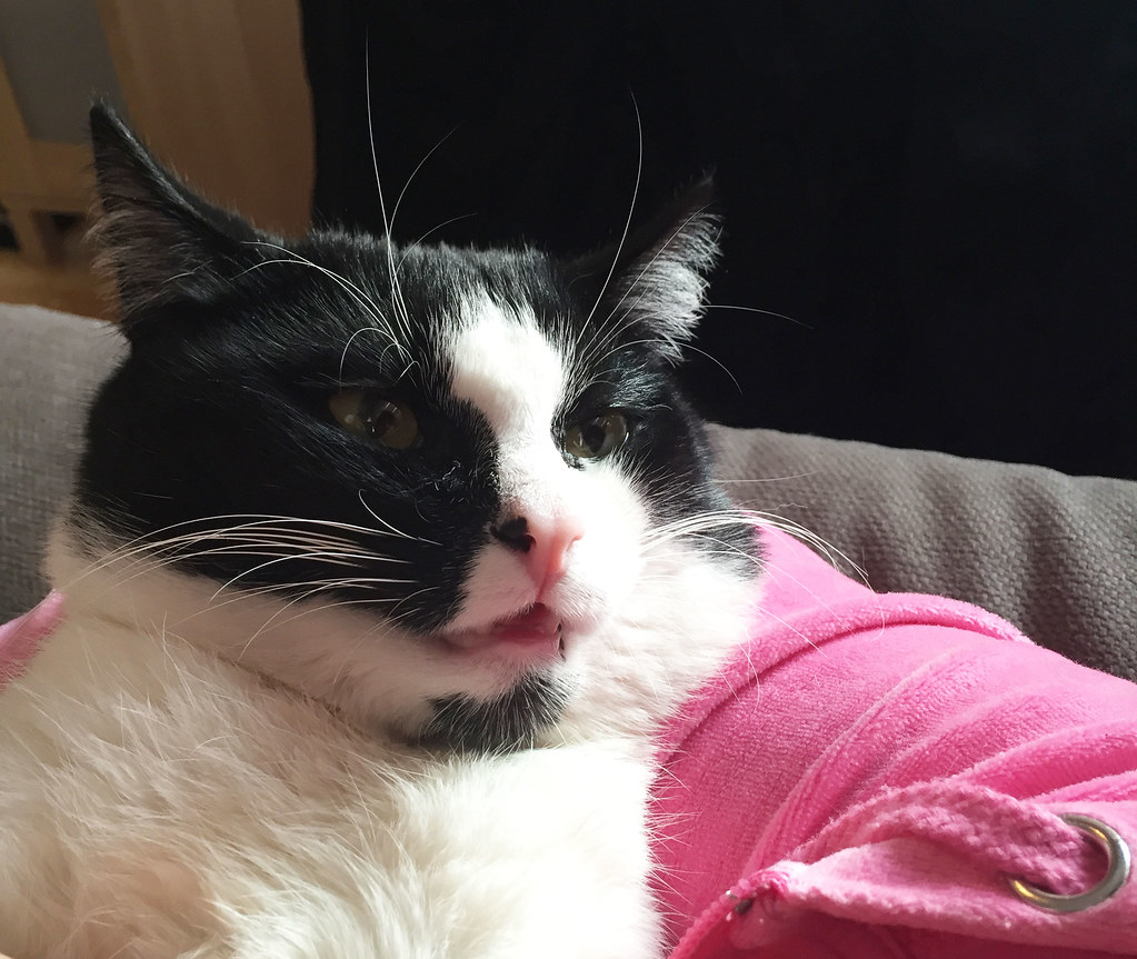 Cute Talking Cat Multilingual Cat Smarty's having conver… Flickr