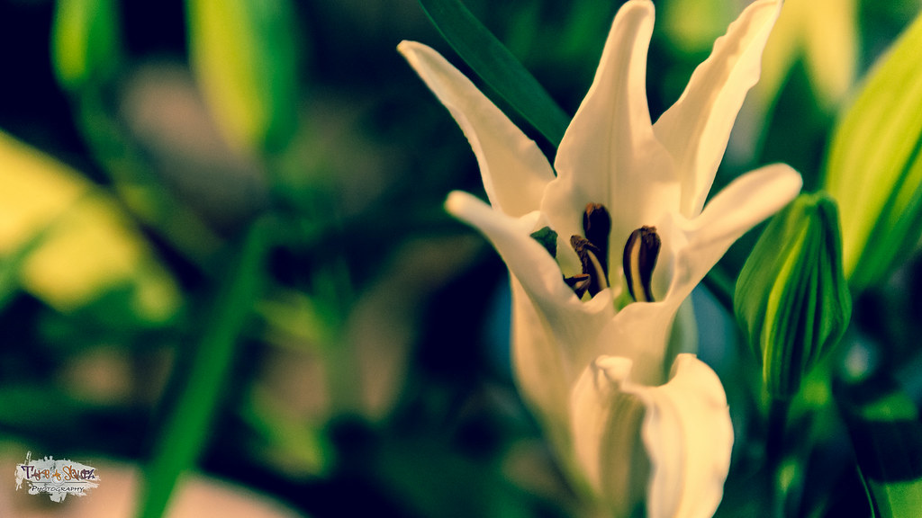 045/365 A Beautiful Flower For A Beautiful Lady (4k) Flickr